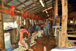 Steam Plains Shearing 022725  © Claire Parks Photography 